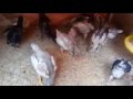 Download Cara merawat ayam pelung yang benar anakan calon juara bag 3 lincah dan banyak makan