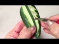 Cucumber I Simple Leaf Design - Lesson 23 By Mutita The Art Of Fruit and Vegetable Carving Video