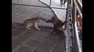 funny hd videos mp4 Yahoo Search Results Yahoo Video Search results 3