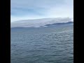 Kambur Balina Tekneyi Devirmeye Çalışıyor