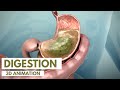 How the Digestive System Works | 3D Animation