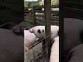 Pigs meeting cows!