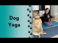 I caught my daughter and dog doing yoga! #shorts #labrador #dogs
