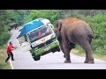 wild elephant attacking a rice truck
