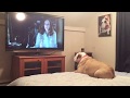 Bulldog Reacts To Terrifying Nun Scene in "The Conjuring 2"