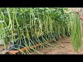 Good tips to grow long beans at home without care