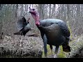 Wild Turkey Time