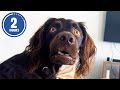 CLASSIC Dog Videos! 🐶 🤣 | 2 HOURS of FUNNY Clips