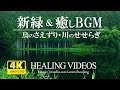 [4K] Healing BGM and refreshing fresh green (bird chirping, river babbling)