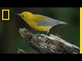 Feathers in Flight: The Bird Genoscape Project | National Geographic