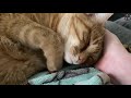 Cats Who Are Affectionate! (A Compilation)