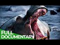 Wild Congo | Part 1: River of Monsters | Free Documentary Nature