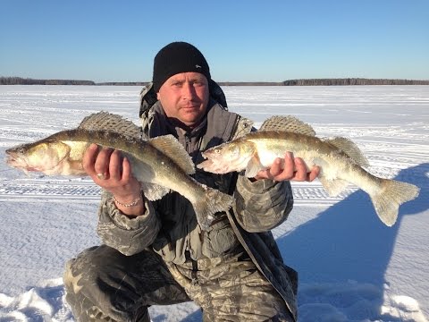 ловля жереха в нижне камском водохр ловля жереха в нижне камском водохр