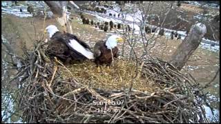 Wild Bald Eagles Mating Video Mp4 Flv Hd Videoracy Com Eagle Spiral Mating
