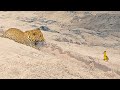 Innocent Baby Bird Walks up to Leopard - Crazy Ending