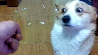 Ultimate TRY NOT TO LAUGH CHALLENGE - Super FUNNY VIDEOS compilation