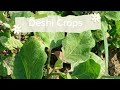 Vlog 50 | Eggplant Farming Scenery.