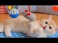 funniest cat's video 😂😂 cute funny animals cat video 🤣🤭🤭🤭part 57😍😍