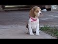 Miniature Tiny Pocket Beagles Puppies Cute Video New Litter 10 Weeks Old For Sale Buy Meet Breeder