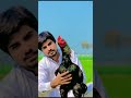 assel murgha tik tok allpetaseel shonk palzz viral video subscribe my chanal ❤️