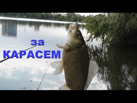 ловим карася на червя ловим карася на червя