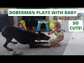 Doberman playing with Baby