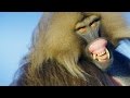 Download Why These Vegetarian Monkeys Have Sharp Predator Teeth mp4 3gp mp3 videos - waplic