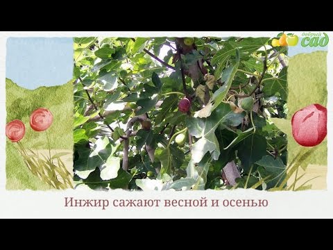 Как правильно сажать инжир осенью 74