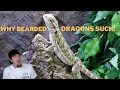 5 Reasons Why Bearded Dragons Make Terrible Pets