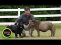 5 Smallest Horse in the World: 5 Smallest Horse Breeds