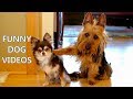 *Try Not To Laugh Challenge* Funny Dogs Compilation - Funniest Dog Videos 2017 *Try Not To Laugh Challenge* Funny Dogs Compilation - Funniest Dog Videos 2017