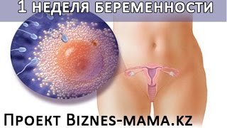 1 недель беременности