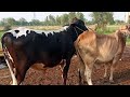 Successful cow meetup | cholastani master bull | cow meeting