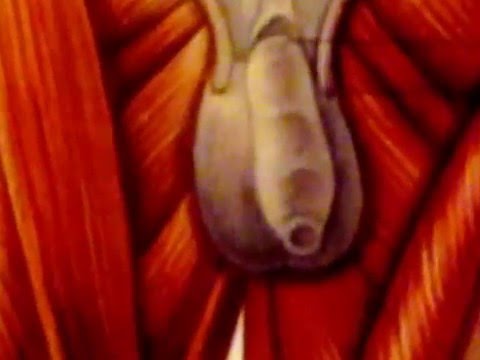 venus 2000 eigenbau gloryholes deutschland venus 2000 eigenbau gloryholes deutschland