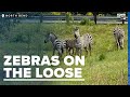 4 zebras escape on I-90 as neighbors and law enforcement work to wrangle runaway animals