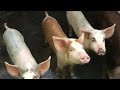 Farm update…. Sold most of the animals 😞 #viral #farm #animals
