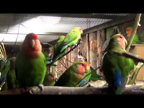 Download JENIS JENIS LOVEBIRD DI DUNIA free