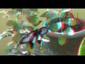 The butterflies 3D anaglyph Full HD 1080p