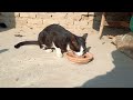 My Cate Drinking Milk | Cat funny moments