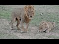 Lions Timbavati - Mating whole pride