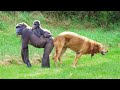 Gorilla and Dog Close Relationship
