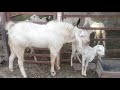 Sojat breed andul goat for sale in reasonable price