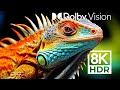 SHARPEST DOLBY VISION™ - MOST DETAILED ANIMALS 8K HDR