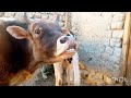 Bull enjoy ||Yak VS Cow||
