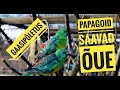 Papagoid saavad õue!  Gaasipõletus ja selle tulemus.