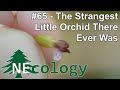 NEcology #65 - The Strangest Little Orchid There Ever Was
