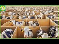 Russian Cow Farm 🐄 How Millions of Cows are Raised in Boxes | Beef Processing Factory