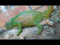 Chameleon Gives Birth to 14 Babies - 1066647