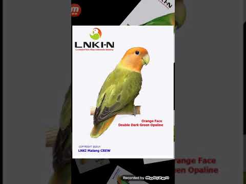 Download Roseicollis lovebirds Lovebird Muka Salem Lovebird Nonklep dari Grup LNKI Malang free