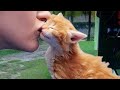Cats Love Their Owner On A Different Level But It's Real Love - Cute Cat And Owner